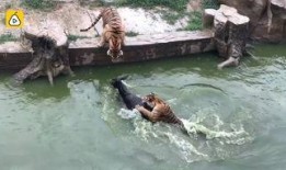 江苏动物园爆料案件最新,惊现动物虐待黑幕，真相令人震惊！